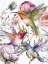 Picture of HUMMINGBIRD SONG 2