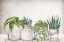 Picture of TIN PLANTS