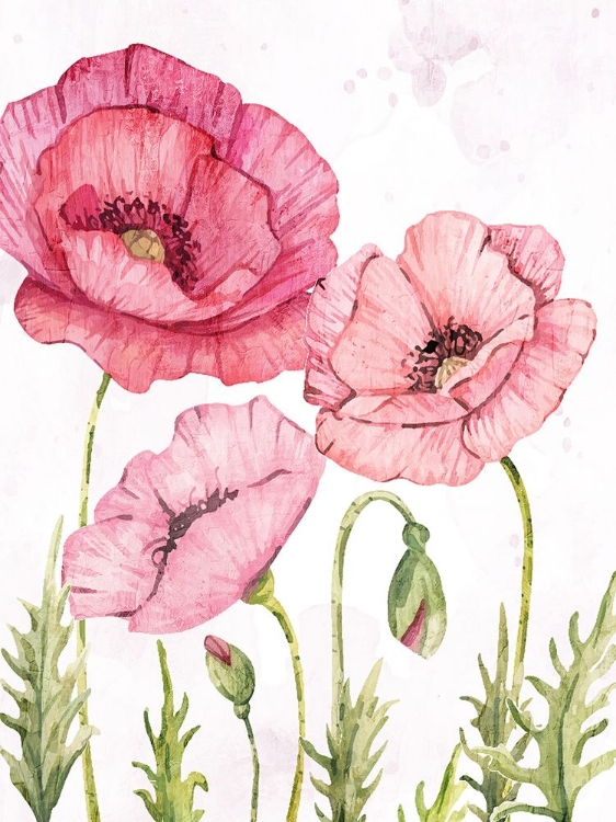 Picture of PINK POPPIES 1