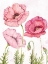Picture of PINK POPPIES 2