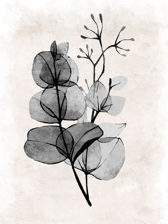 Picture of TRANSPARENT 1