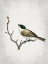Picture of TWEET 1