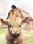Picture of COW LITTLES 2