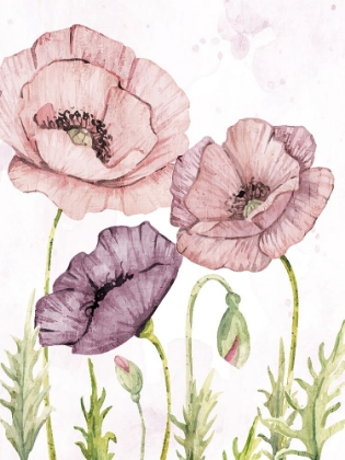 Picture of SOFT POPPIES 1