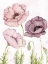 Picture of SOFT POPPIES 2