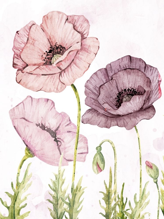 Picture of SOFT POPPIES 2