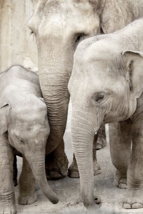 Picture of ELEPHANT FAMILY