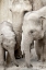 Picture of ELEPHANT FAMILY