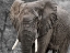 Picture of ELEPHANT VIEW