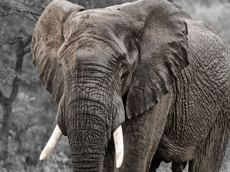 Picture of ELEPHANT VIEW