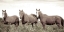 Picture of HORSE GAZE