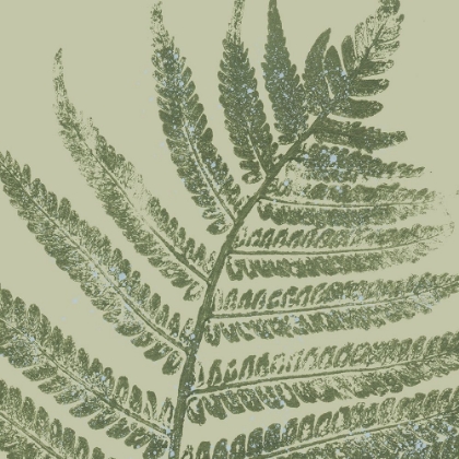 Picture of FERN PRESSED SQUARE 1