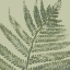 Picture of FERN PRESSED SQUARE 1