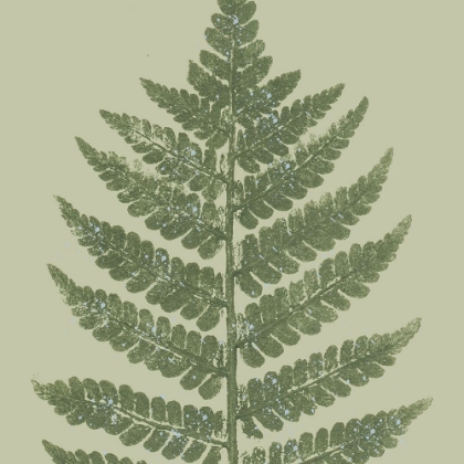Picture of FERN PRESSED SQUARE 2