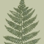 Picture of FERN PRESSED SQUARE 2