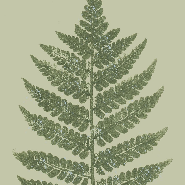 Picture of FERN PRESSED SQUARE 2