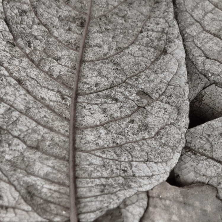 Picture of PRESSED LEAF 1
