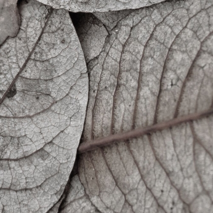 Picture of PRESSED LEAF 2
