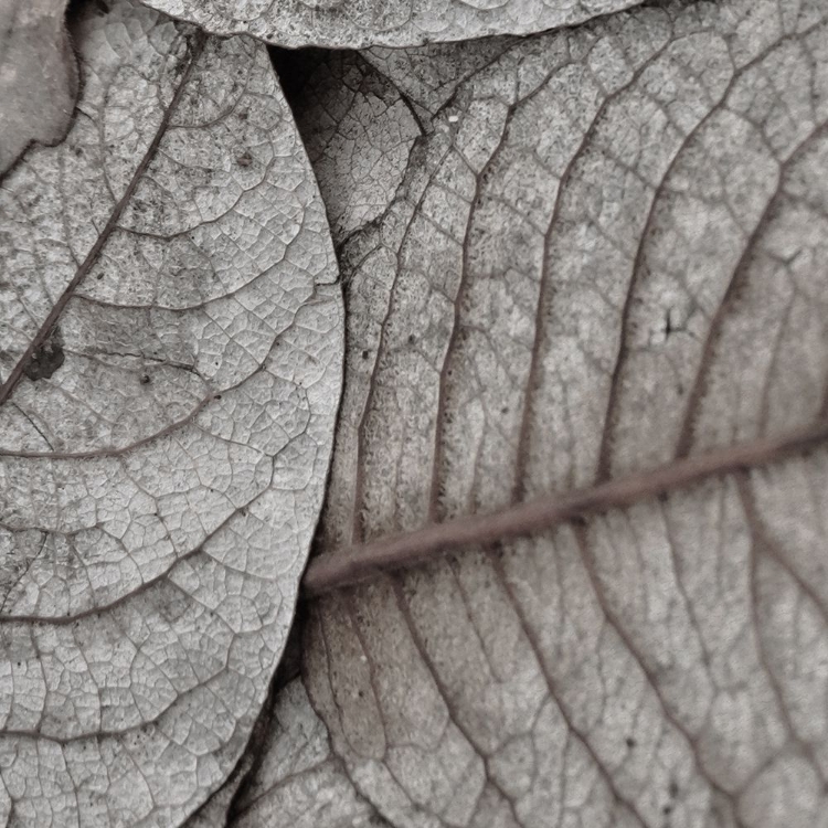 Picture of PRESSED LEAF 2