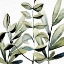 Picture of GREEN BUNCH 1