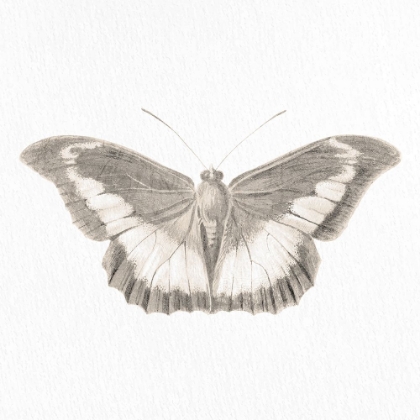Picture of BUTTERFLY PRINT 3