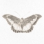 Picture of BUTTERFLY PRINT 3