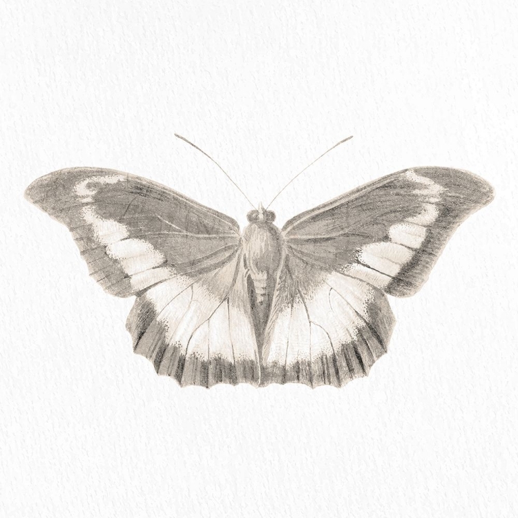 Picture of BUTTERFLY PRINT 3