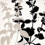 Picture of BOTANICAL BLACK 2
