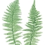Picture of FERNS 1