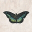 Picture of VINTAGE BUTTERFLY 2