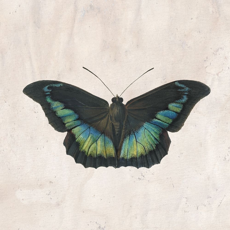 Picture of VINTAGE BUTTERFLY 2