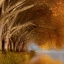Picture of QUIET REFLECTION