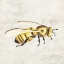 Picture of HONEYBEE 2