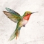 Picture of FLIT 1