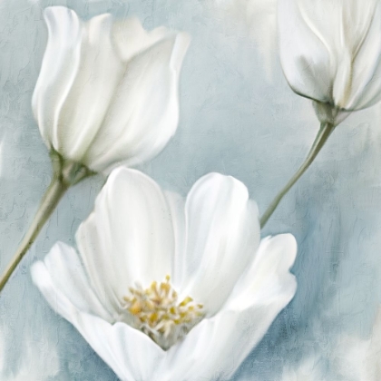 Picture of WHITE BLOOMS 2