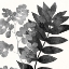 Picture of IMPRINT LEAVES 1