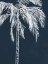 Picture of BLUE PALM