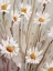 Picture of SUNNY DAISIES