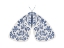 Picture of BLUE AND WHITE MOTH