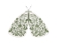 Picture of GREEN AND WHITE MOTH