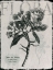 Picture of VINTAGE BOTANICAL 1