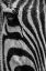 Picture of LONESOME ZEBRA 2