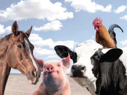 Picture of FARM FRIENDS