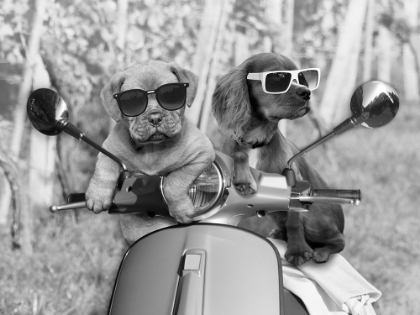 Picture of RIDING FRIENDS