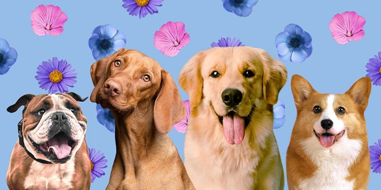 Picture of DOG FRIENDS