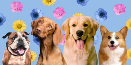 Picture of DOG FRIENDS V2