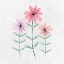 Picture of SOPHISTICATED BLUSHING GROWTH 2