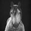 Picture of BARN STARE 1