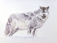 Picture of WOLF