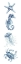 Picture of BLUE SEAHORSE CRAB 1